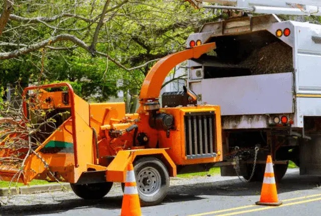 tree removal Limestone Creek fl