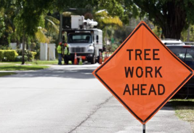 emergency tree removal palm beach 