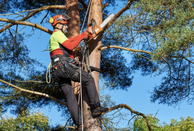 tree pruning palm beach