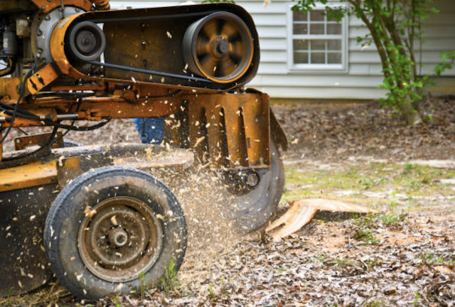 stump grinding palm beach fl