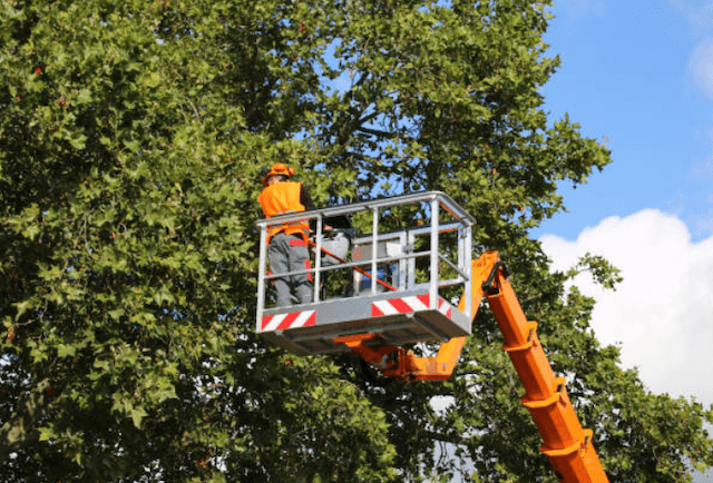 tree trimming palm beach fl