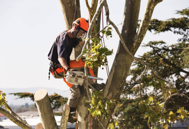 tree removal palm beach