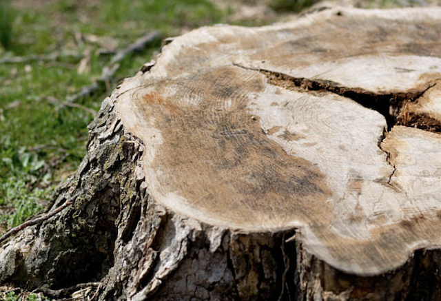 stump grinding Limestone Creek fl