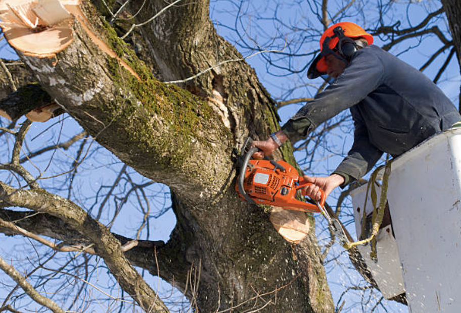 tree trimming palm beach fl